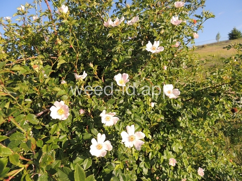 rose, dog